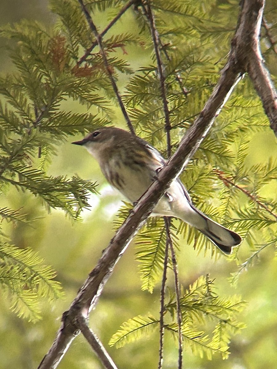 lesňáček žlutoskvrnný (ssp. coronata) - ML643464545