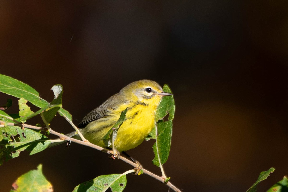 Prairie Warbler - Andrea Heine
