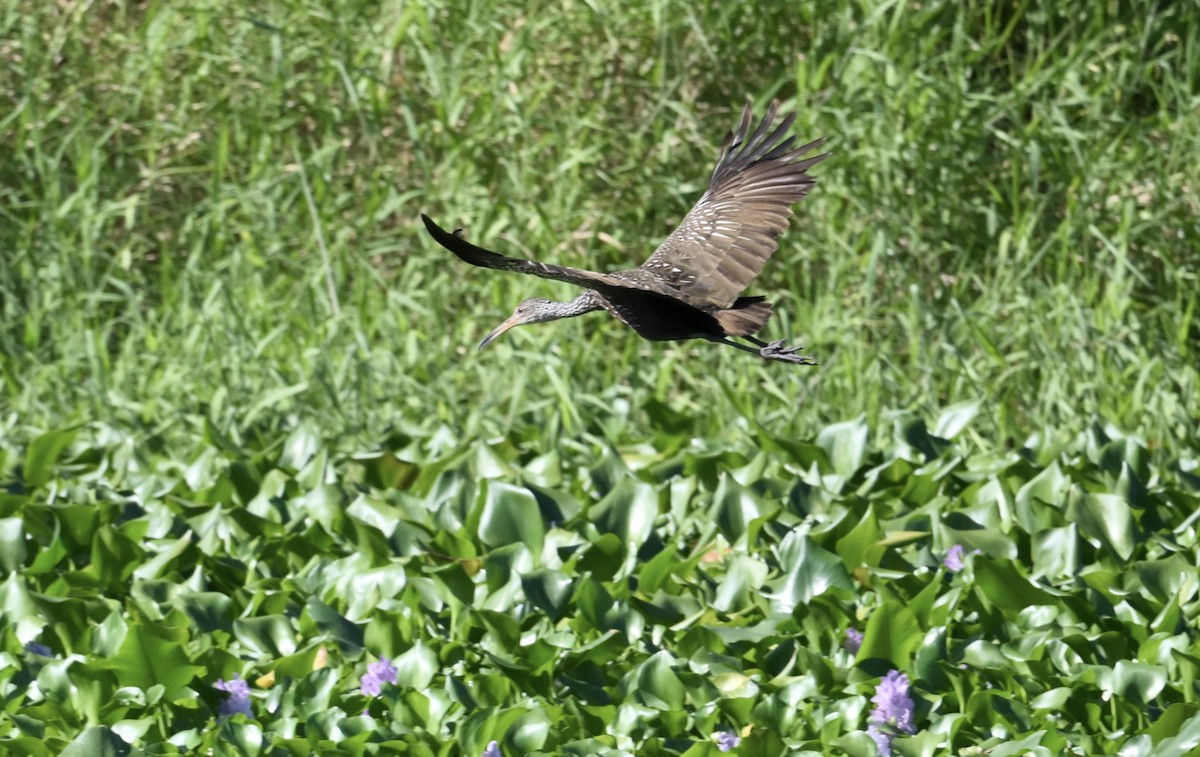 Limpkin - ML643464558