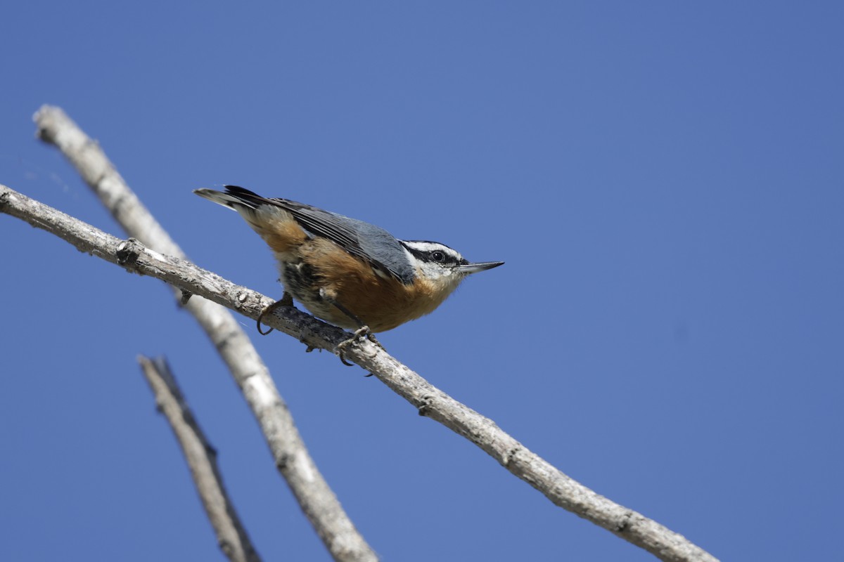 Red-breasted Nuthatch - ML643464562