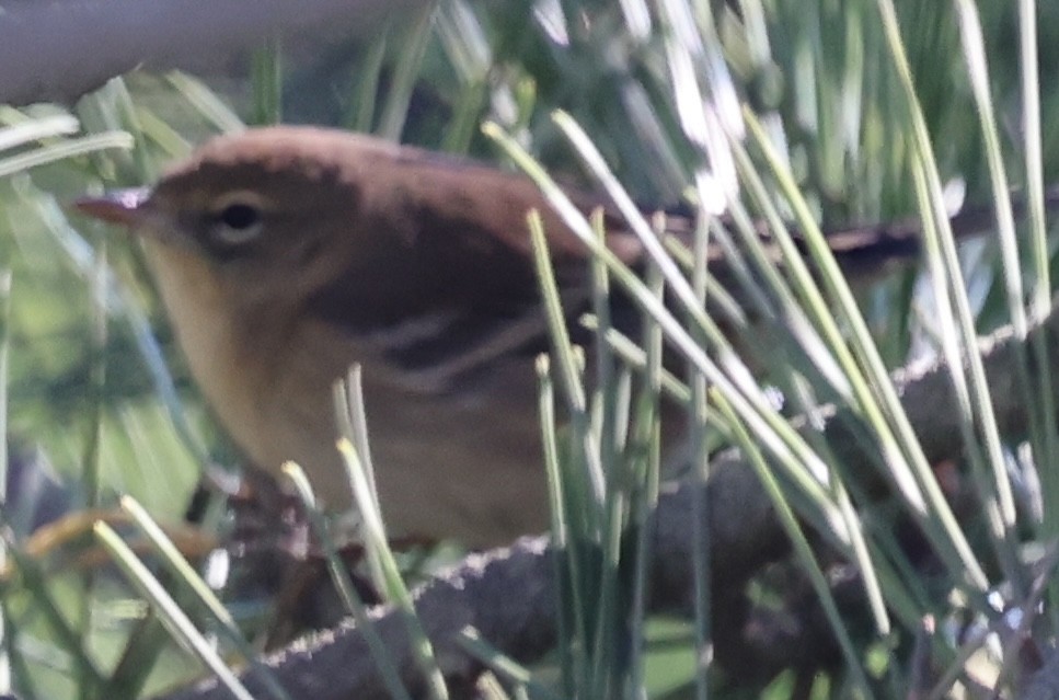 Pine Warbler - ML643464575
