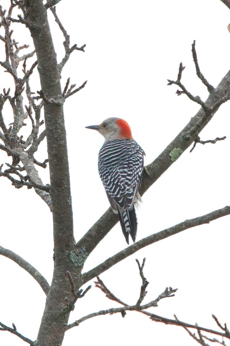 Red-bellied Woodpecker - ML643464584