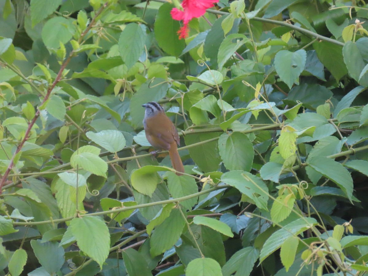 Black-striped Sparrow - ML643464586