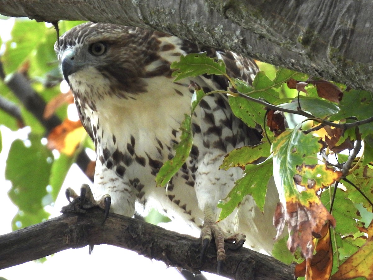 Red-tailed Hawk - ML643464588
