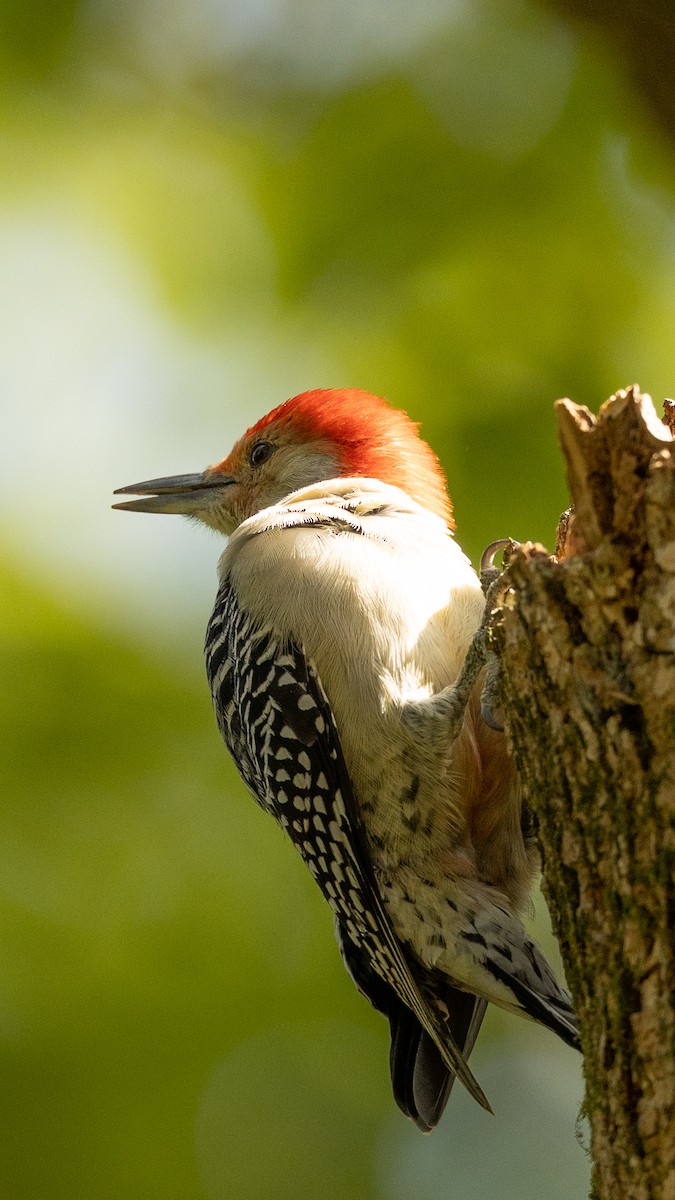 Red-bellied Woodpecker - ML643464594