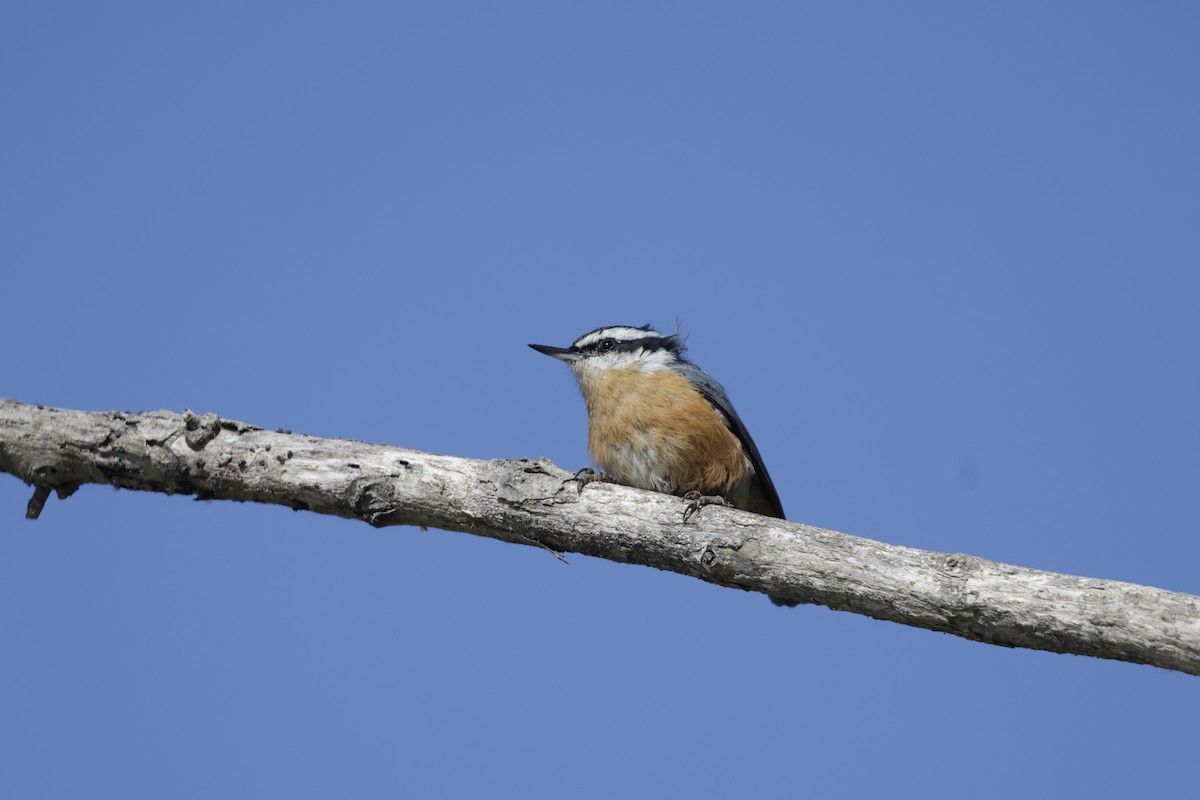 Red-breasted Nuthatch - ML643464595