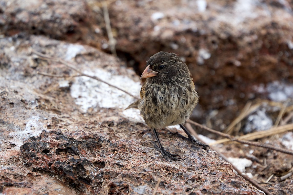 Genovesa Ground-Finch - ML643464600