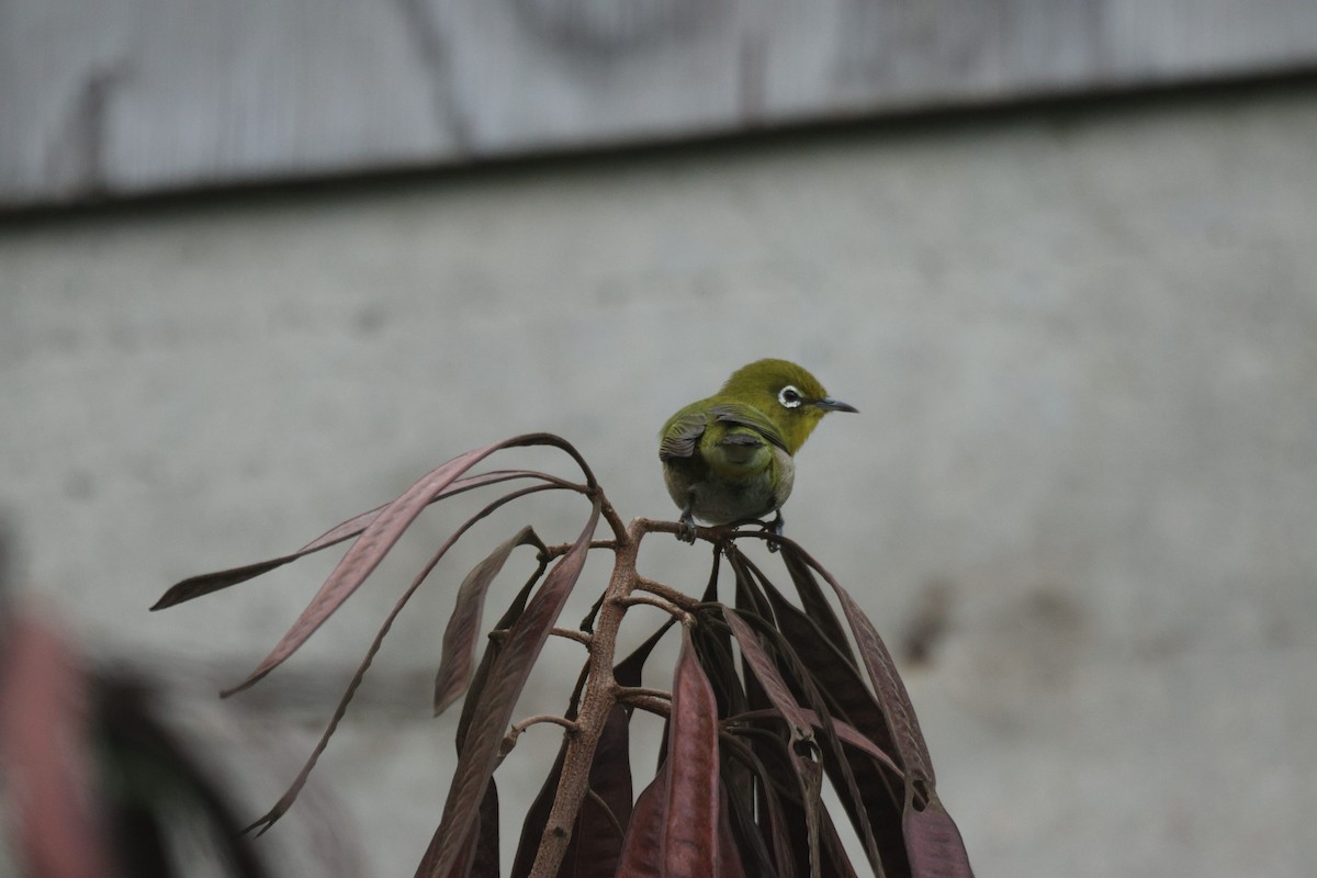 Warbling White-eye - ML643464614