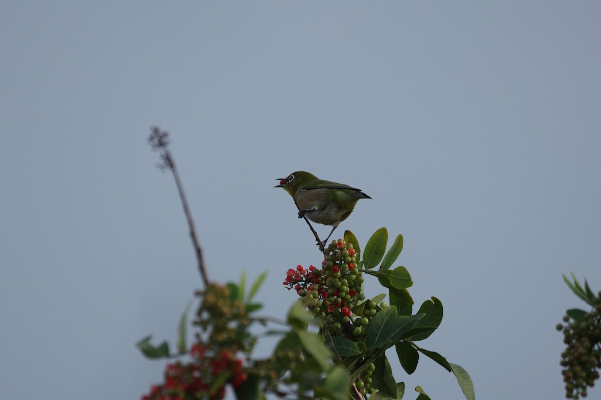 Warbling White-eye - ML643464615