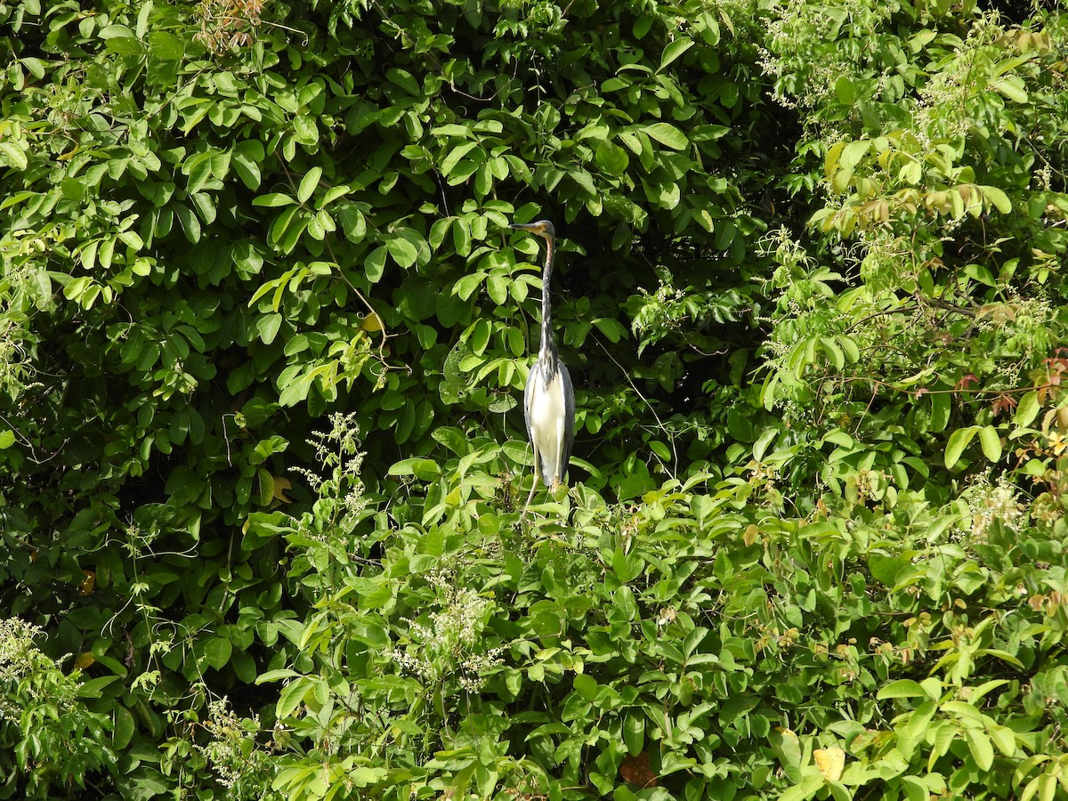 Tricolored Heron - ML643464619