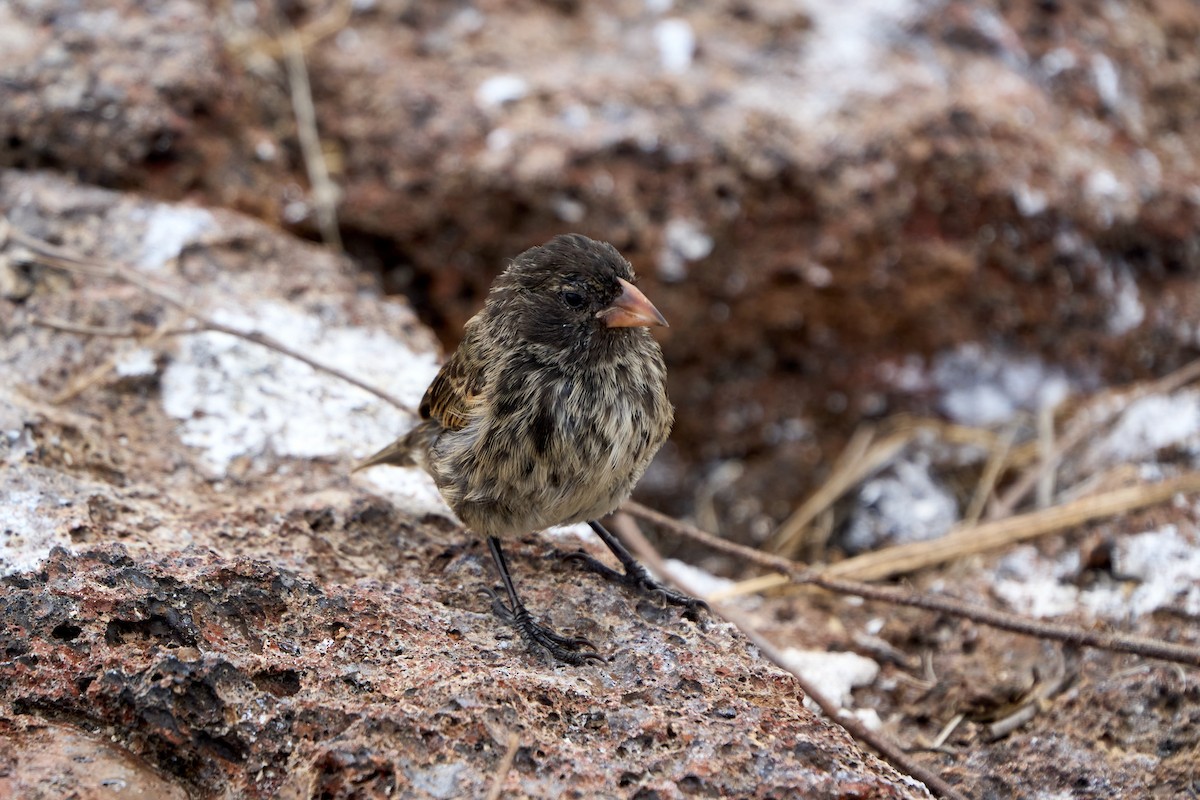 Genovesa Ground-Finch - ML643464620