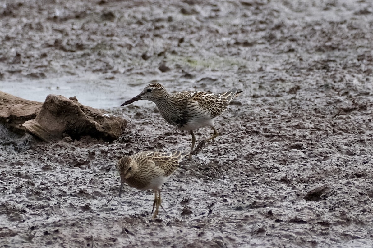 Pectoral Sandpiper - ML643464643