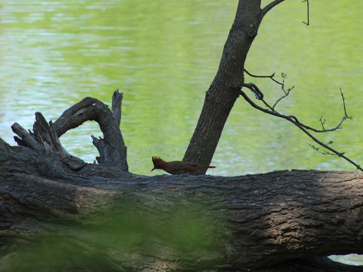 Brown Cacholote - ML643464675