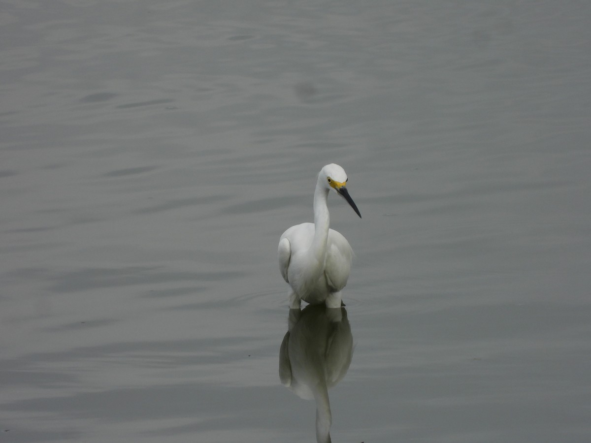 Snowy Egret - ML643464676