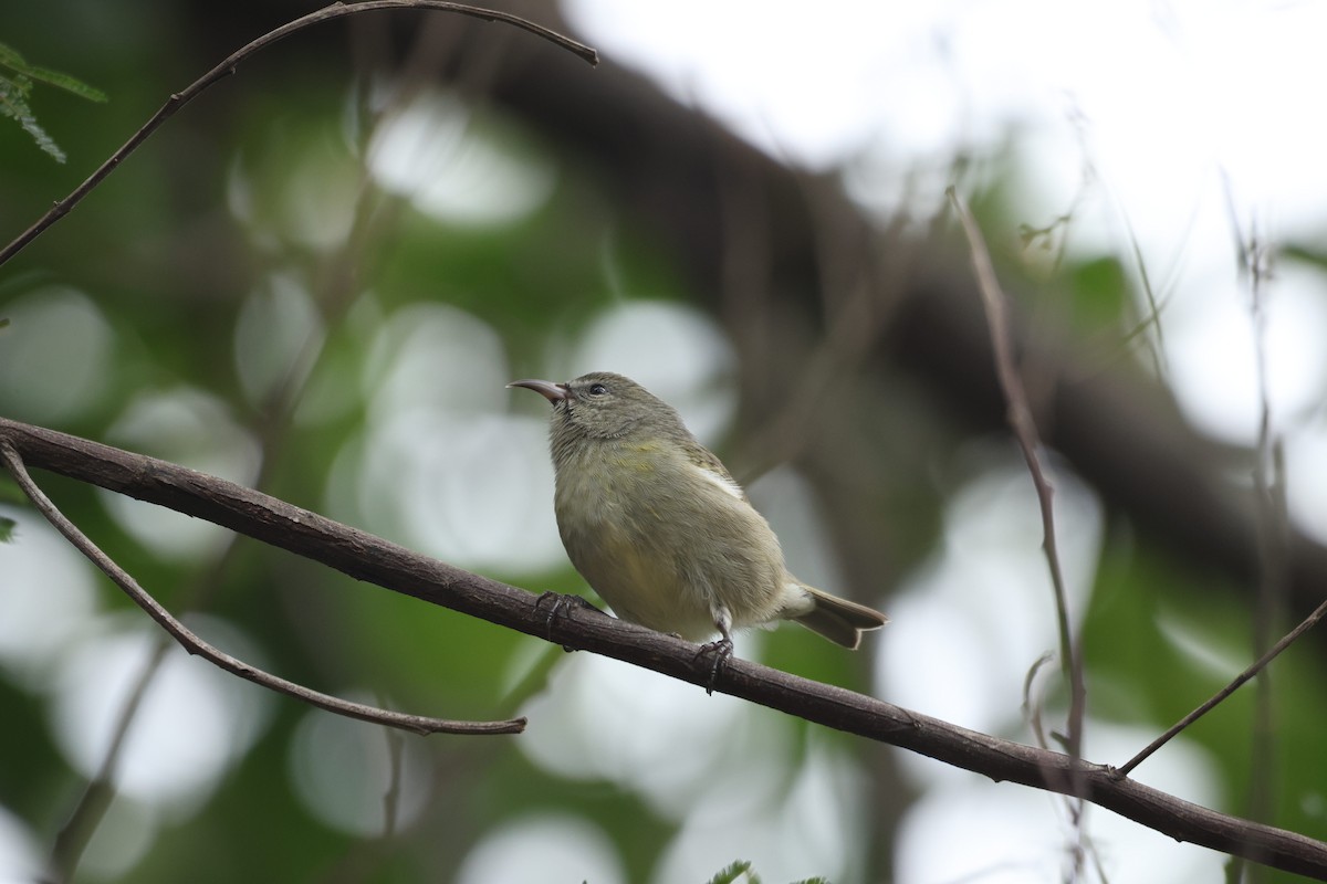 Oahu Amakihi - ML643464686