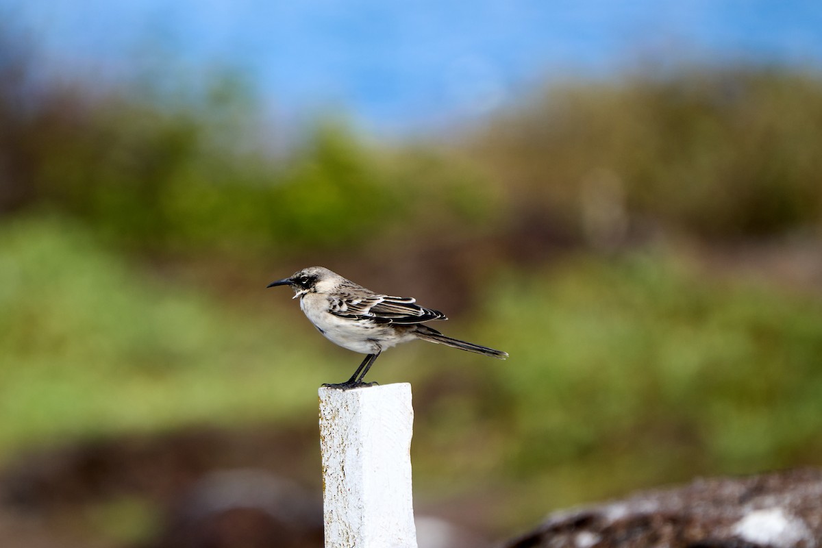 Galapagos Mockingbird - ML643464719