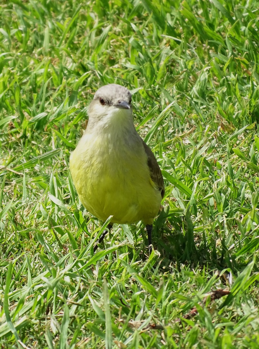 Cattle Tyrant - ML643464735