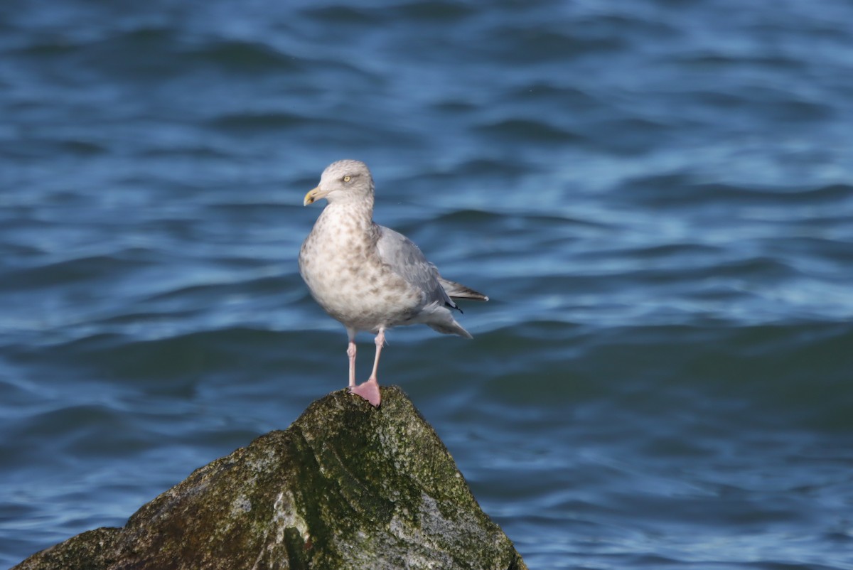 שחף מערבי - ML643464736