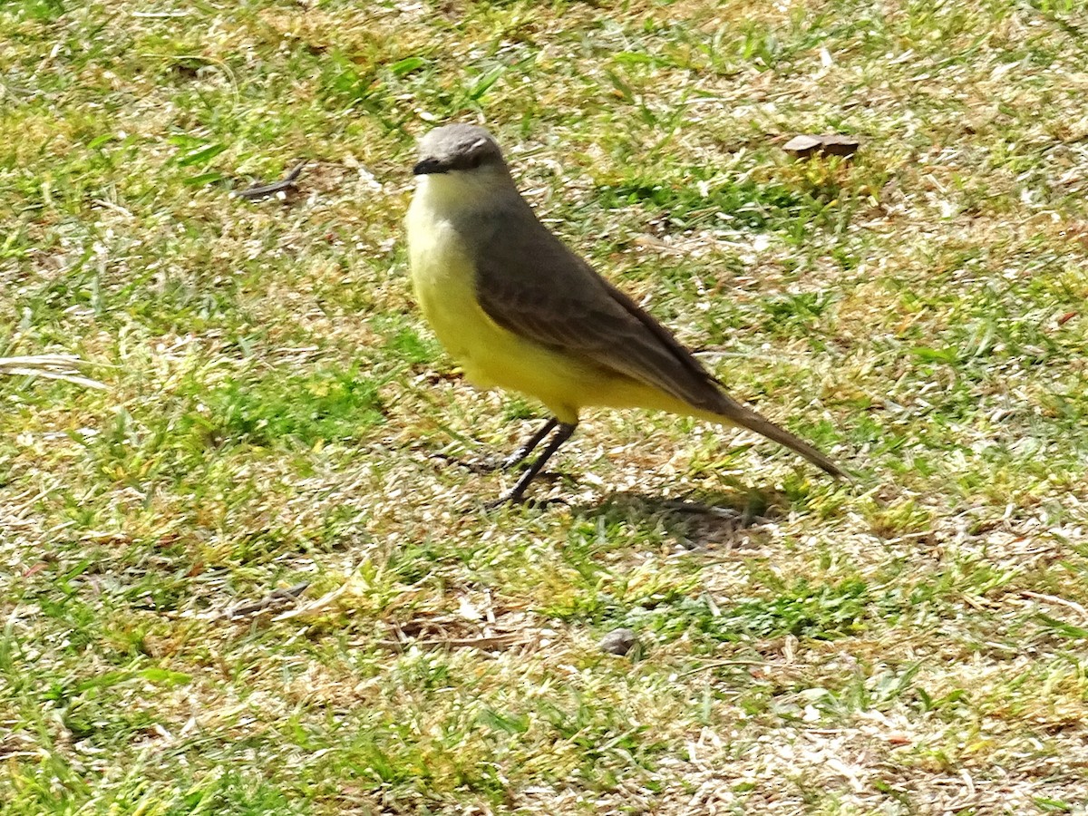 Cattle Tyrant - ML643464743