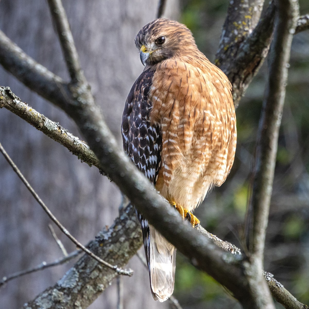Red-shouldered Hawk (lineatus Group) - ML643464749