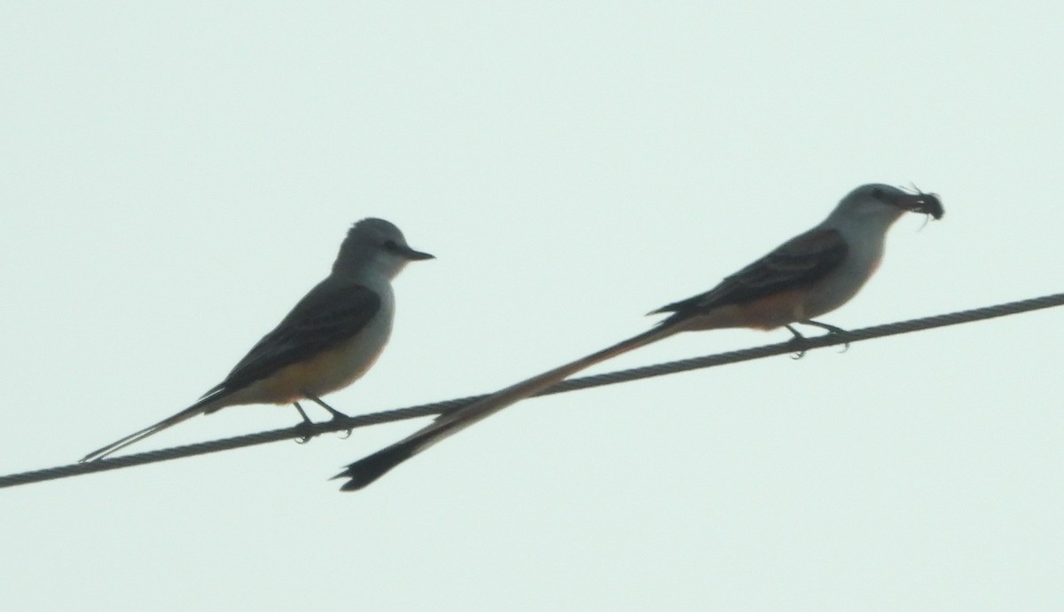 Scissor-tailed Flycatcher - ML643464757