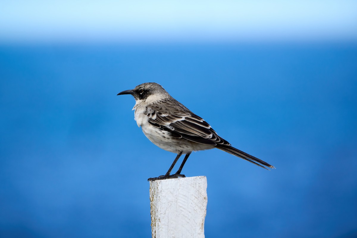 Galapagos Mockingbird - ML643464775