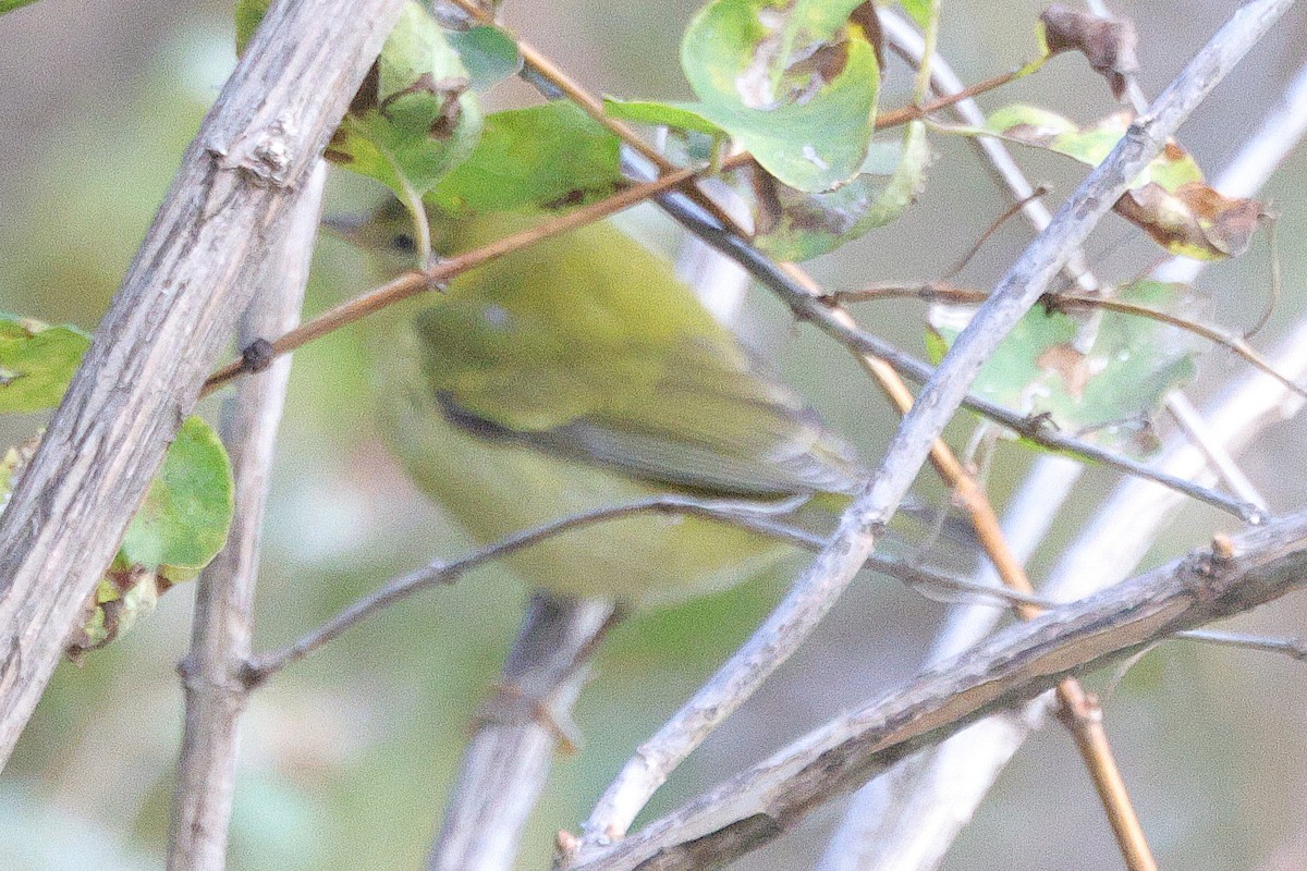 Tennessee Warbler - ML643464776