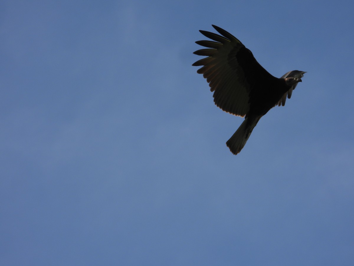 Lesser Yellow-headed Vulture - ML643464779