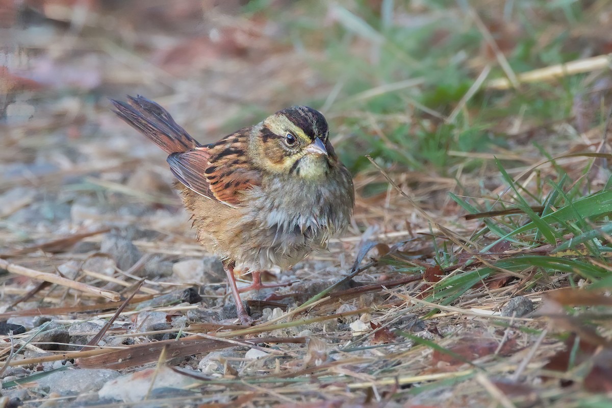 ヌマウタスズメ - ML643464782