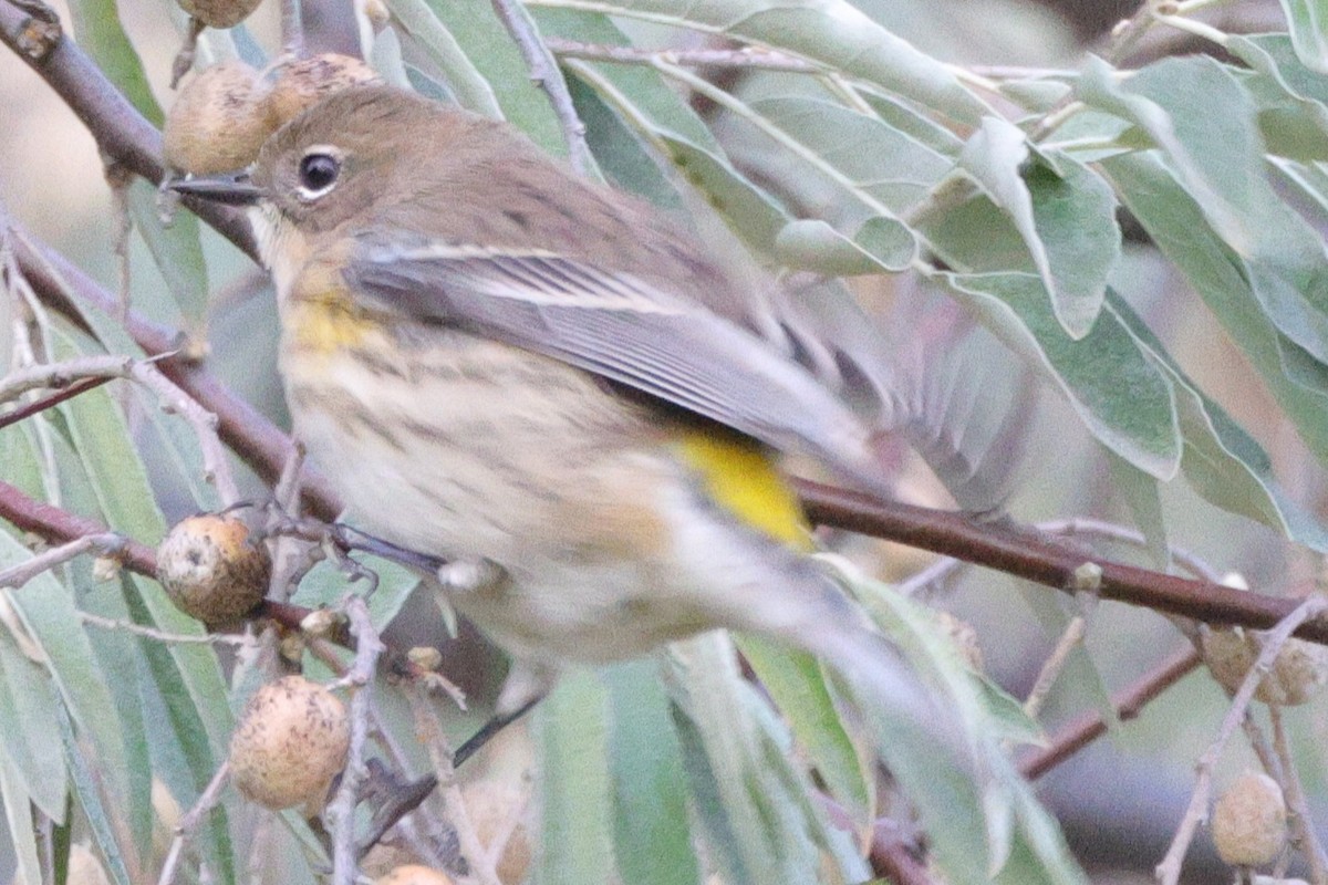 lesňáček žlutoskvrnný (ssp. coronata) - ML643464786