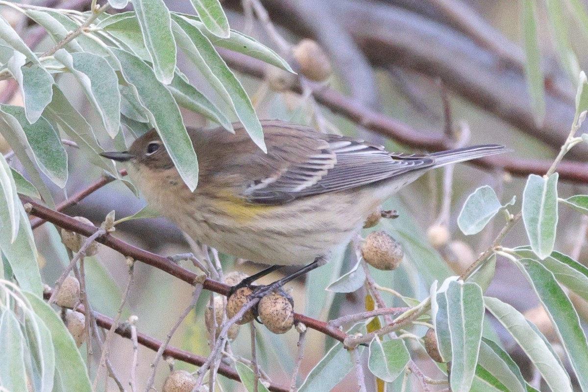 lesňáček žlutoskvrnný (ssp. coronata) - ML643464794