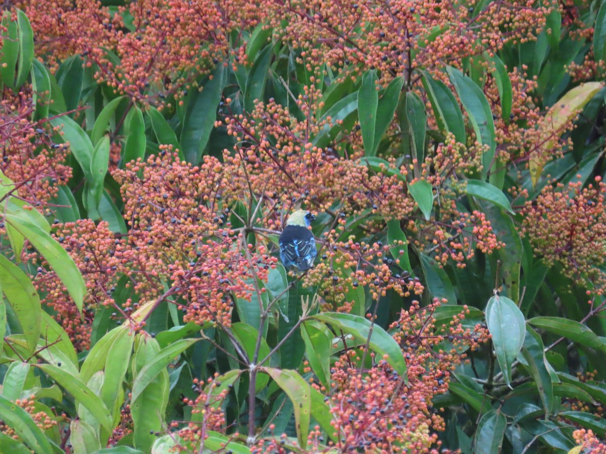 Golden-hooded Tanager - ML643464796
