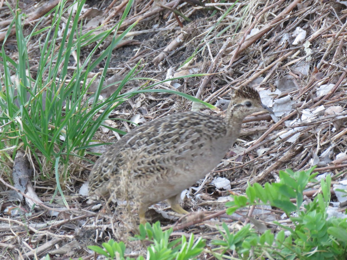 Chilean Tinamou - ML643464803