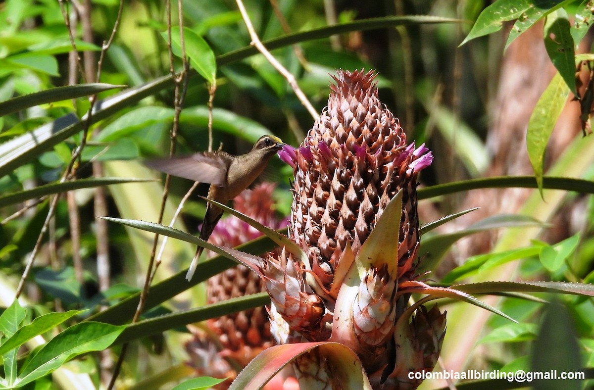 Great-billed Hermit - ML643464806