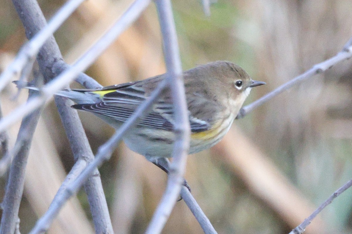 lesňáček žlutoskvrnný (ssp. coronata) - ML643464809