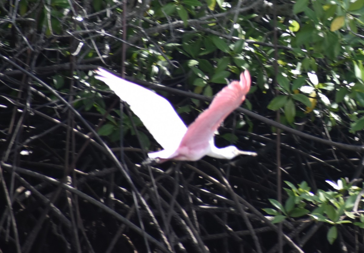 Roseate Spoonbill - ML643464814