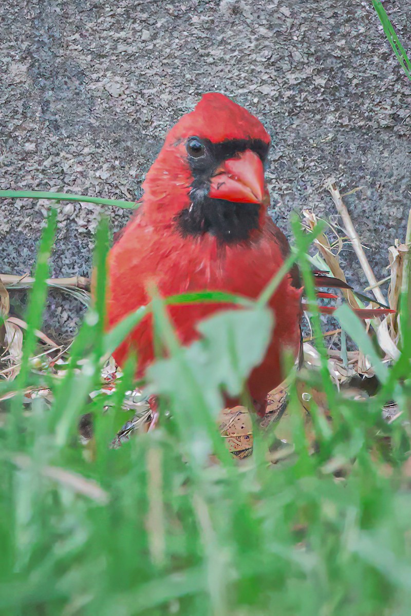ショウジョウコウカンチョウ - ML643464816