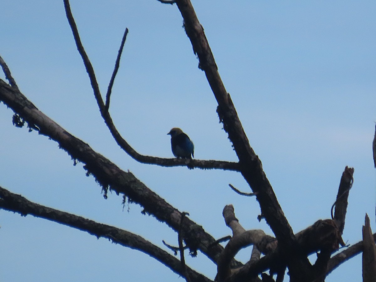 Golden-hooded Tanager - ML643464818