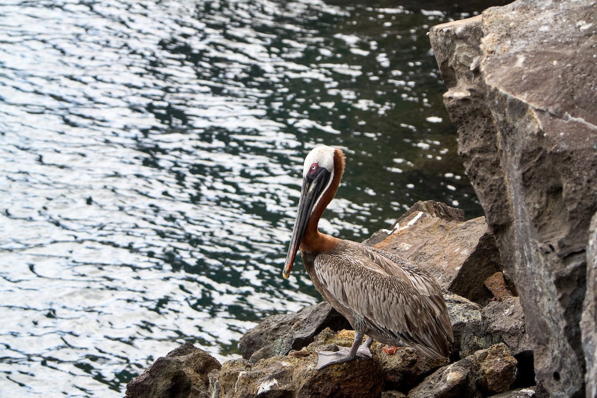 Brown Pelican (Galapagos) - ML643464823