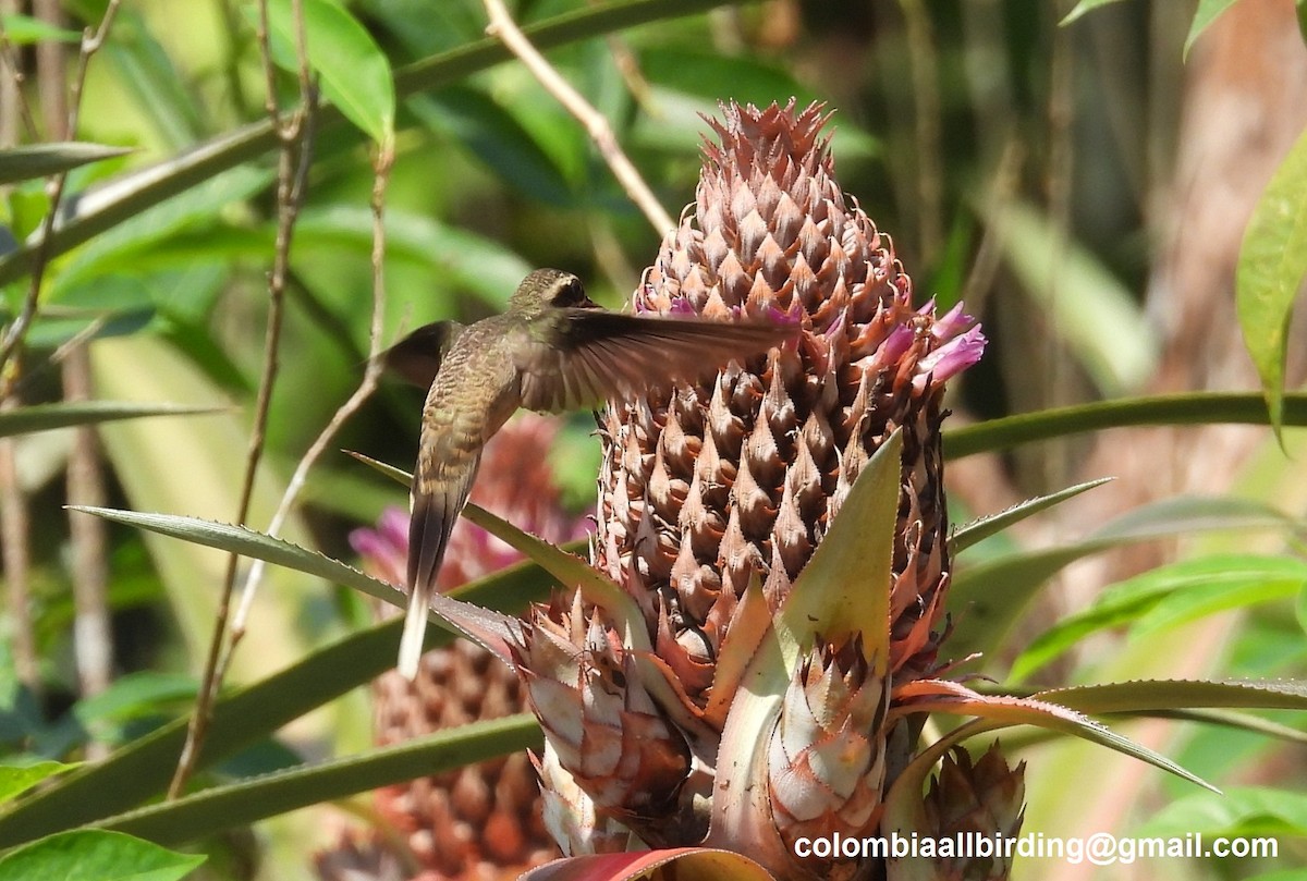Great-billed Hermit - ML643464824