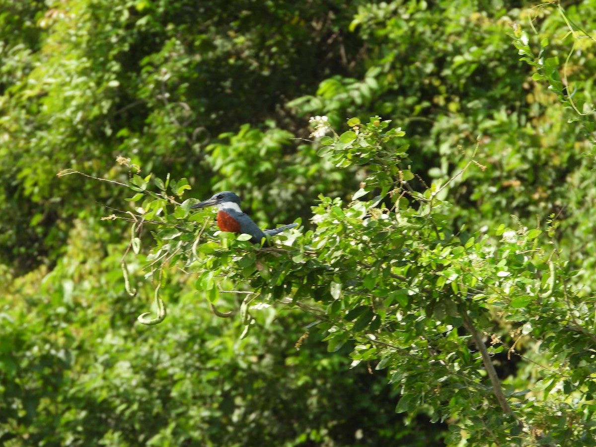 Ringed Kingfisher - ML643464828