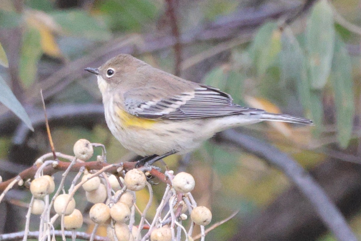lesňáček žlutoskvrnný (ssp. coronata) - ML643464835