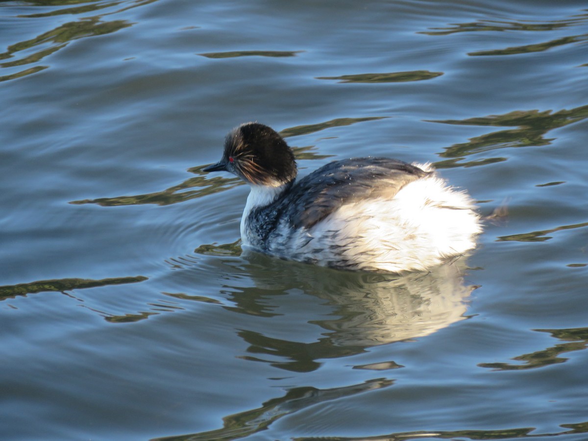 Silvery Grebe - ML643464837