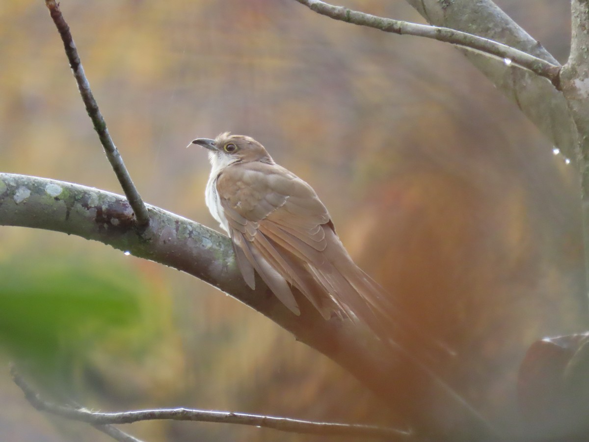 Cuclillo Piquigualdo - ML643464839