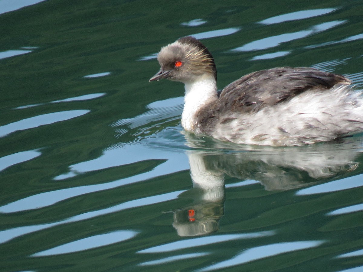 Silvery Grebe - ML643464847