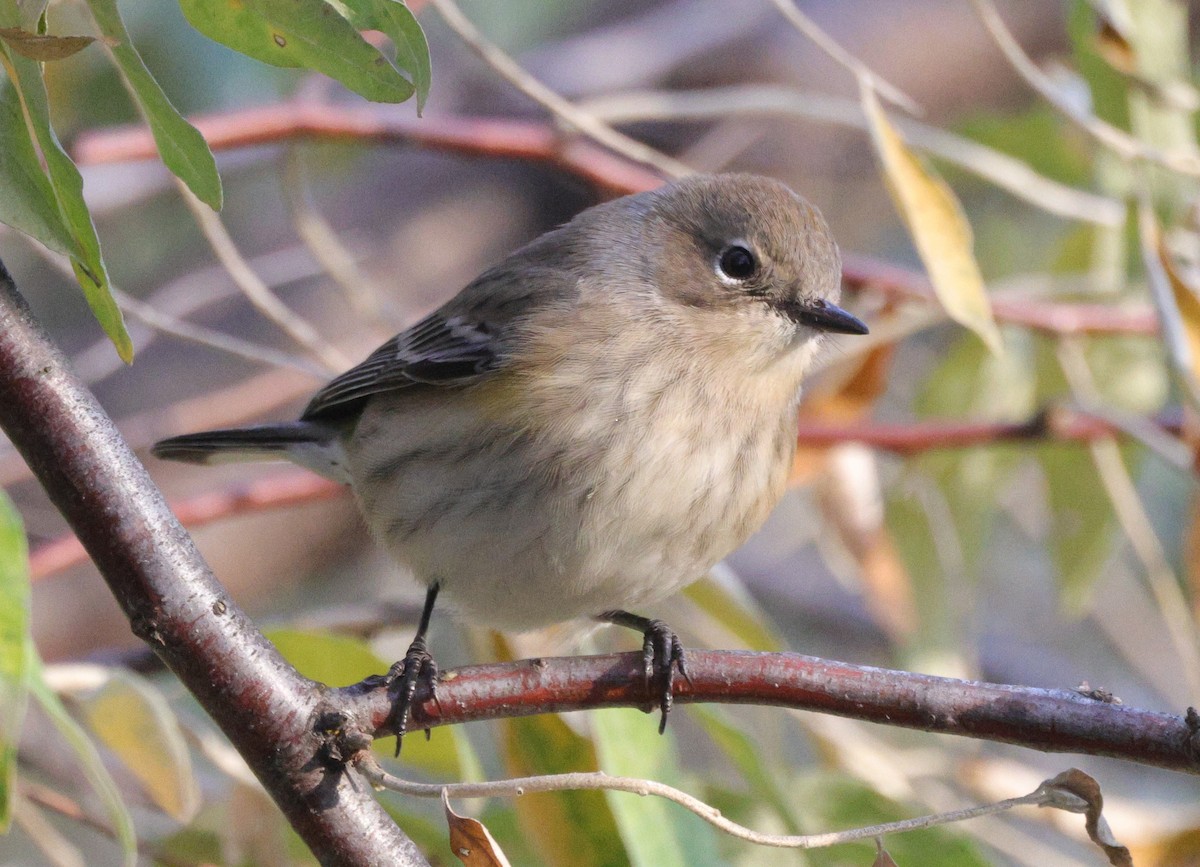 lesňáček žlutoskvrnný (ssp. coronata) - ML643464858