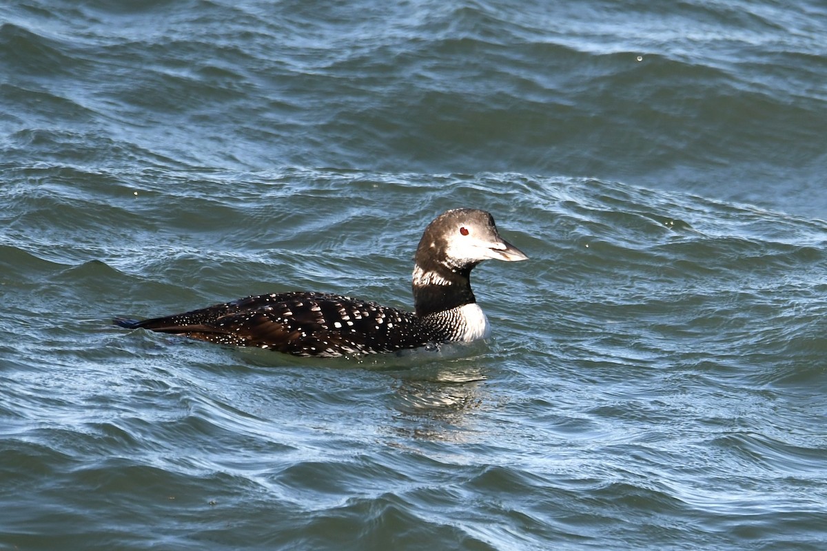 Common Loon - ML643464862