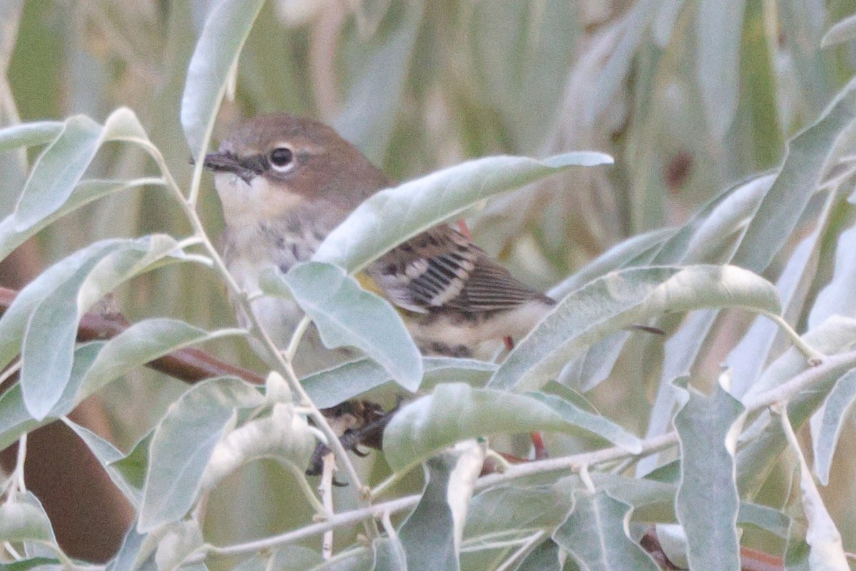 lesňáček žlutoskvrnný (ssp. coronata) - ML643464869