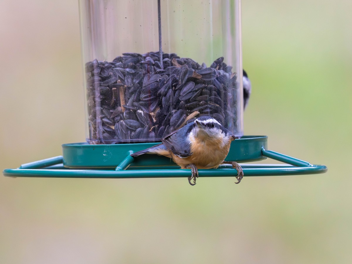 Red-breasted Nuthatch - ML643464877