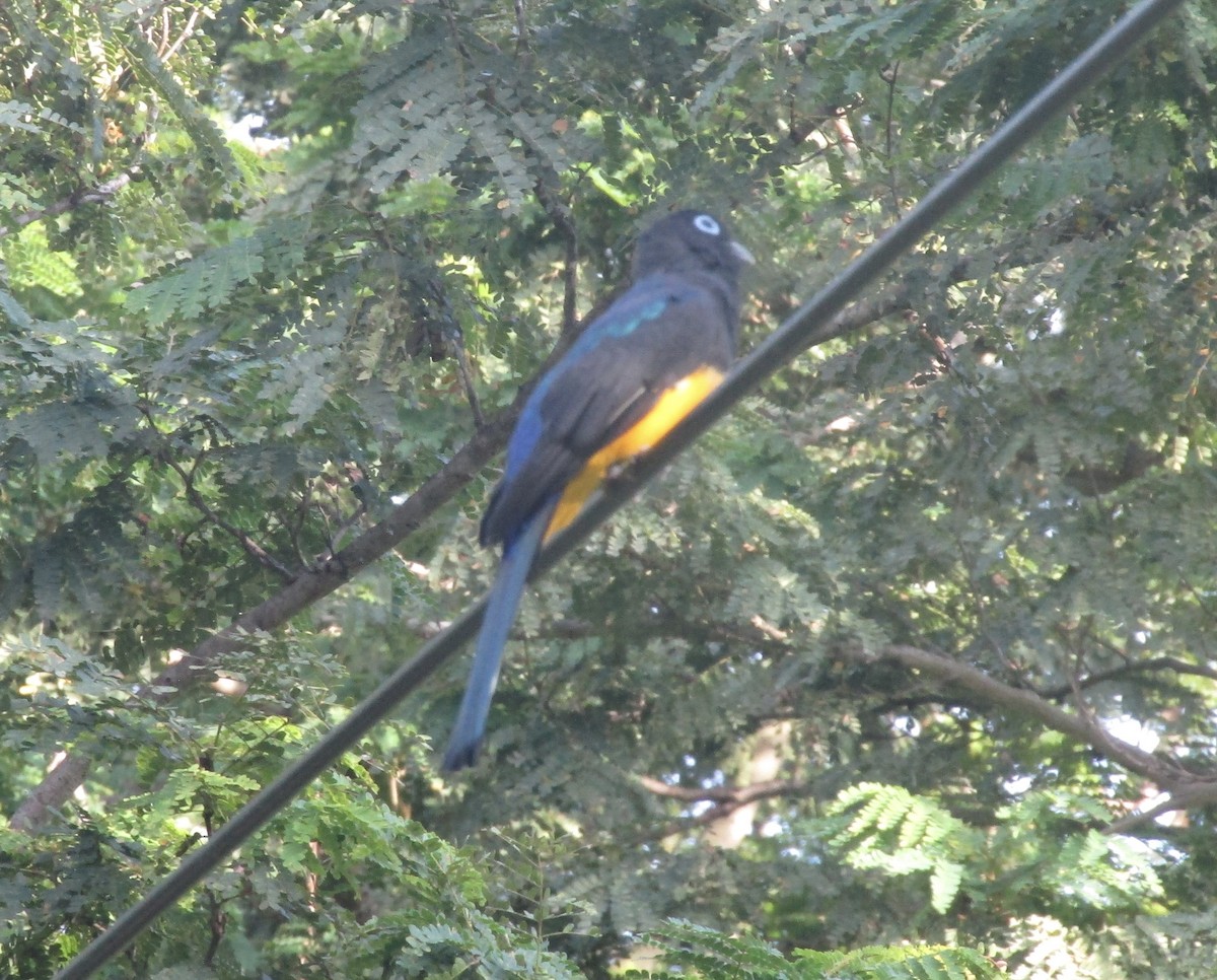 Black-headed Trogon - ML643464878